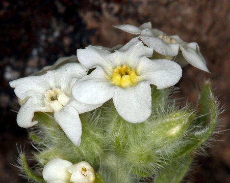 صورة Cryptantha nubigena (Greene) Payson