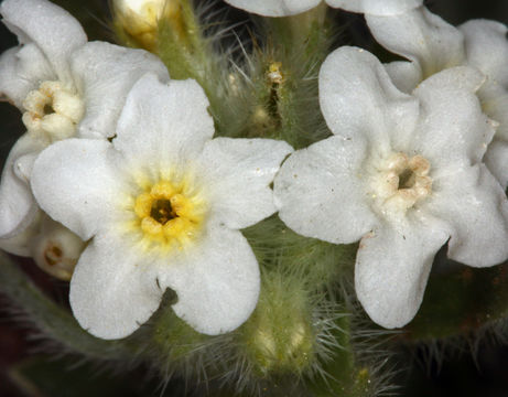 صورة Cryptantha nubigena (Greene) Payson