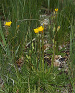 Image de Crepis runcinata subsp. hallii Babc. & Stebbins