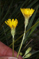 Image de Crepis runcinata subsp. hallii Babc. & Stebbins