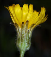 Image de Crepis runcinata subsp. hallii Babc. & Stebbins