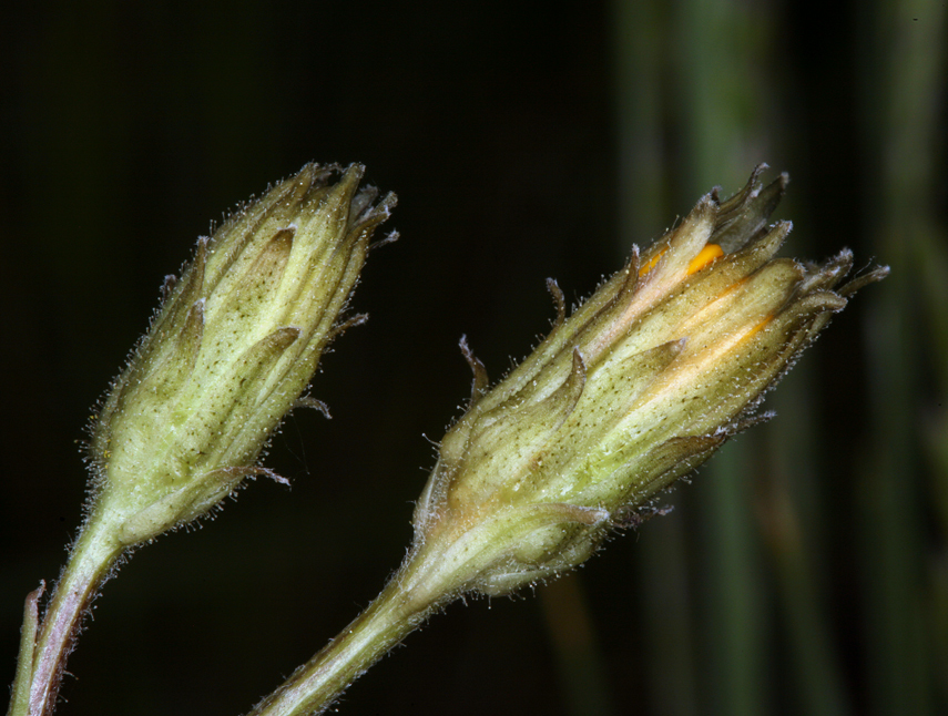 Image de Crepis runcinata subsp. hallii Babc. & Stebbins