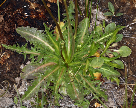 Image of Hall's hawksbeard