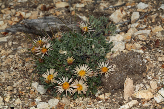 Image of tufted Townsend daisy