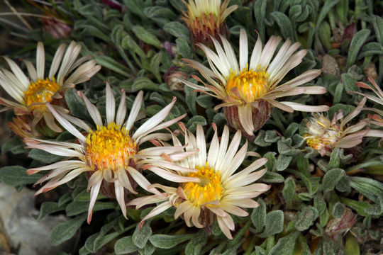 Image of tufted Townsend daisy