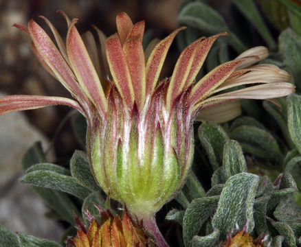 Image of tufted Townsend daisy