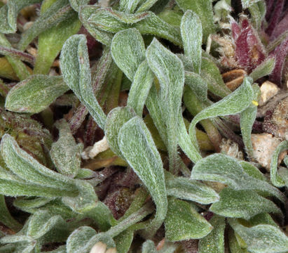 Image of tufted Townsend daisy