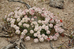 Image of cushion buckwheat