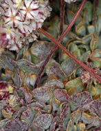 Image of cushion buckwheat