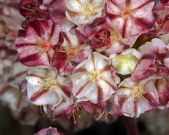 Image of cushion buckwheat