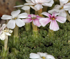 Image of dwarf phlox