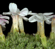 Imagem de Phlox condensata (A. Gray) E. Nels.