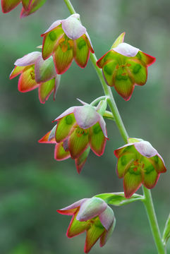 Image of <i>Anticlea mogollonensis</i> (W. J. Hess & Sivinski) Zomlefer & Judd