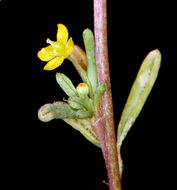 Image of Short-Stalk Stinkweed