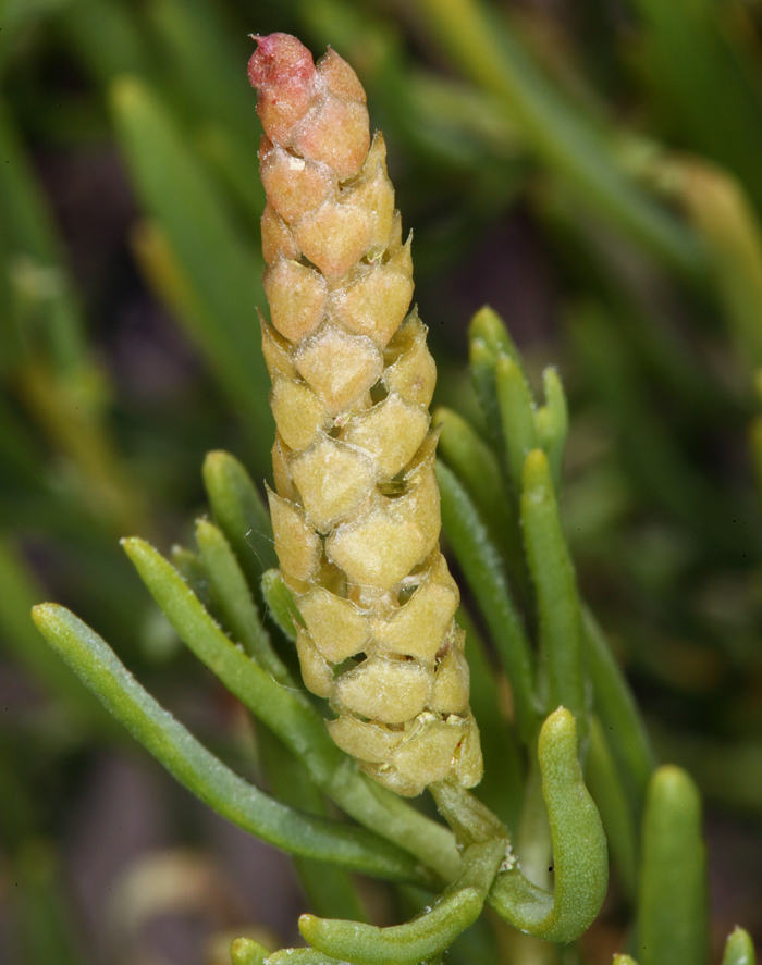 Image of black greasewood