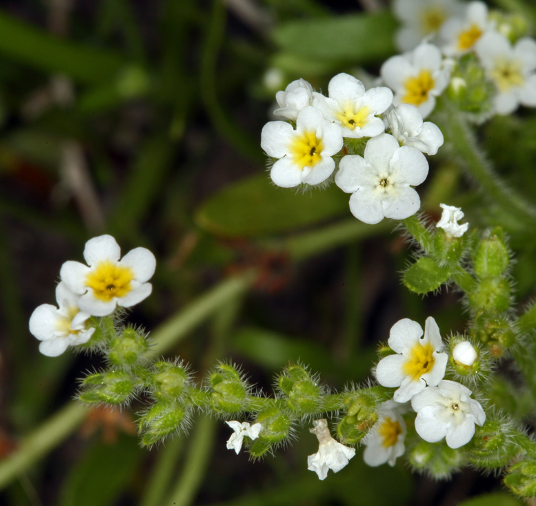 Слика од Plagiobothrys parishii I. M. Johnst.