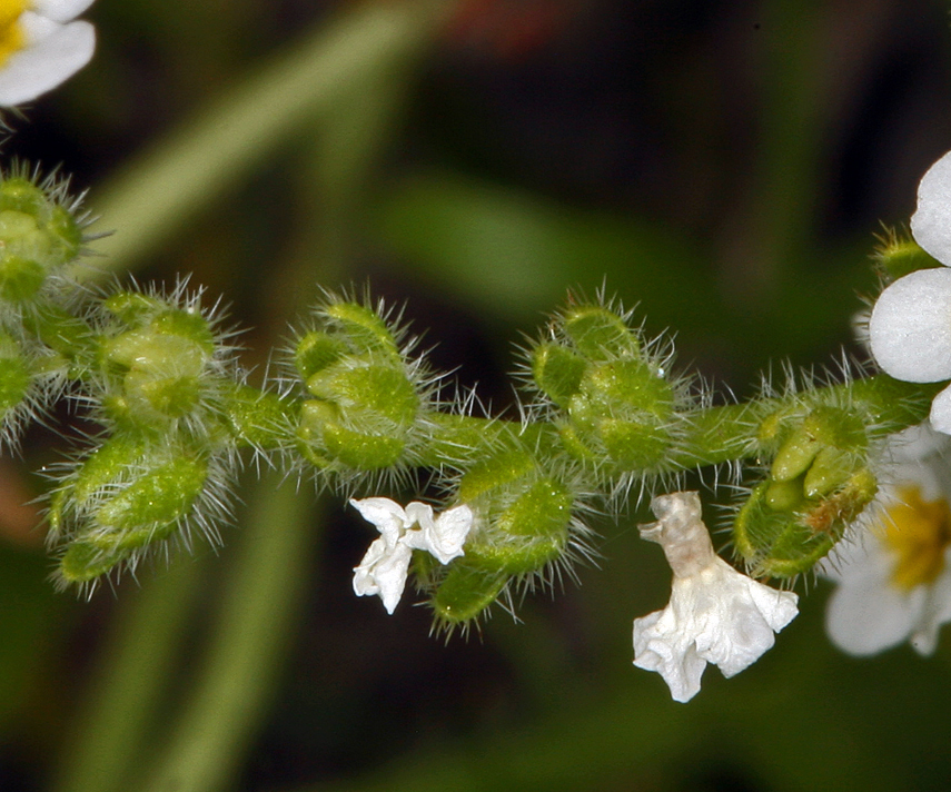 Слика од Plagiobothrys parishii I. M. Johnst.