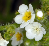 Слика од Plagiobothrys parishii I. M. Johnst.