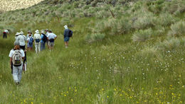 Imagem de Calochortus excavatus Greene