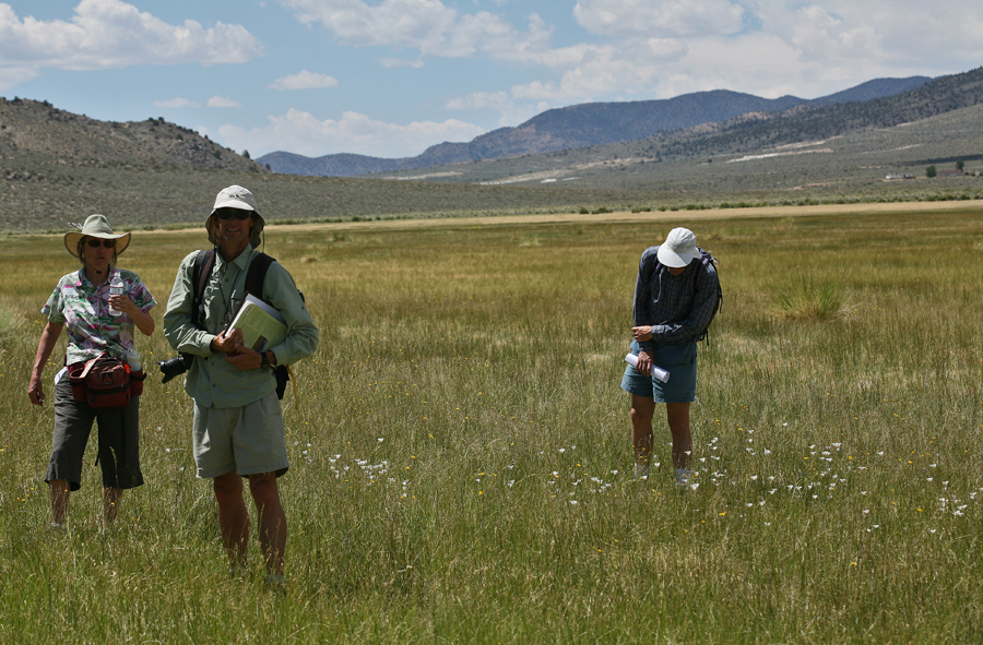 Imagem de Calochortus excavatus Greene