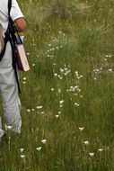 Imagem de Calochortus excavatus Greene