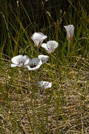 Imagem de Calochortus excavatus Greene