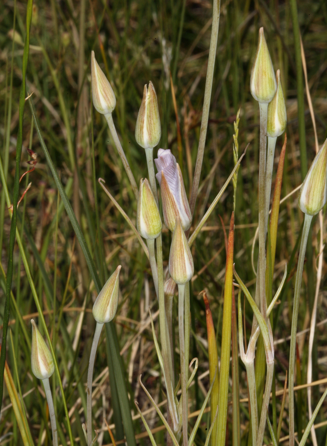 Imagem de Calochortus excavatus Greene