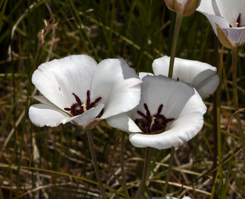 Imagem de Calochortus excavatus Greene