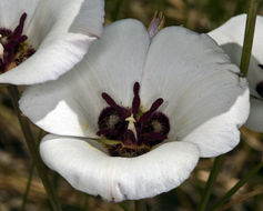 Imagem de Calochortus excavatus Greene