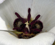 Imagem de Calochortus excavatus Greene