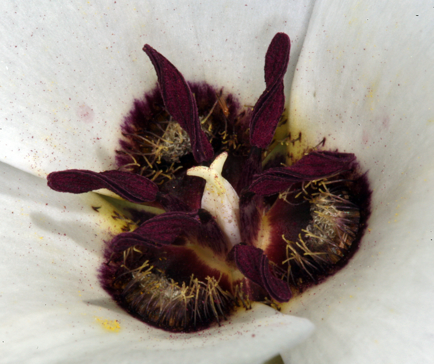 Imagem de Calochortus excavatus Greene