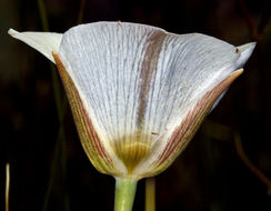 Imagem de Calochortus excavatus Greene