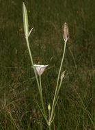 Imagem de Calochortus excavatus Greene