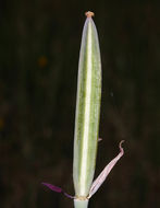 Imagem de Calochortus excavatus Greene