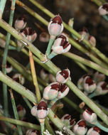 Image of Gray Ephedra