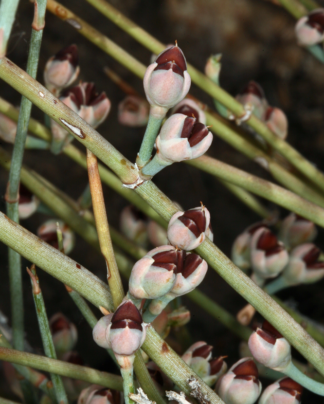 صورة Ephedra nevadensis S. Watson