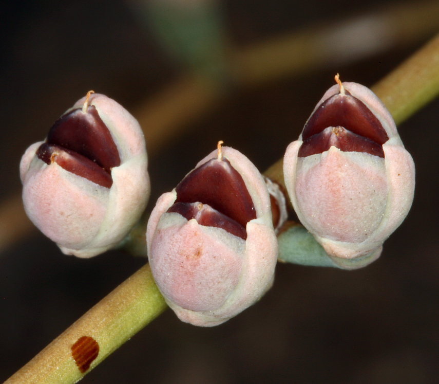 صورة Ephedra nevadensis S. Watson