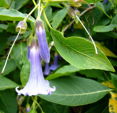 Image of <i>Iochroma australe</i>