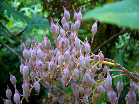 Image of Bocconia arborea S. Wats.