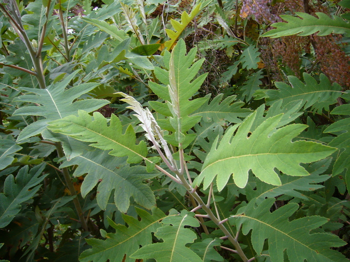 Image of Bocconia arborea S. Wats.