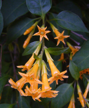 Слика од Cestrum aurantiacum Lindley