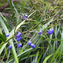 Image of cerulean flaxlily