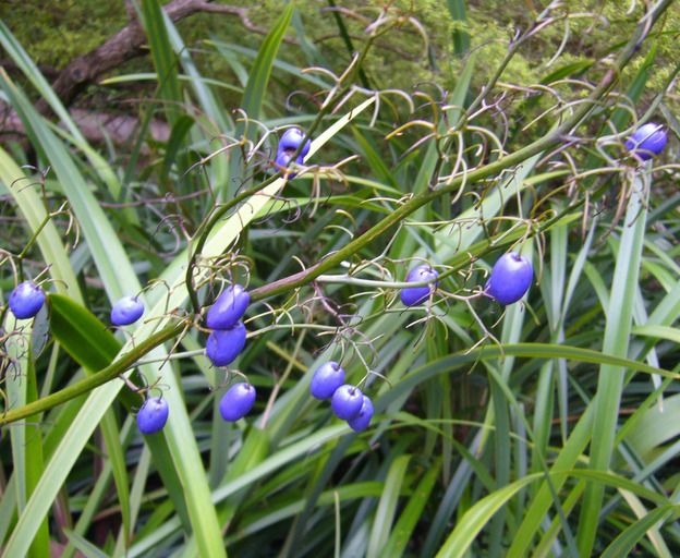 Image of cerulean flaxlily