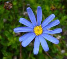 Image of blue daisy