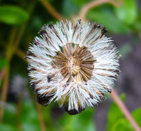 Image of blue daisy