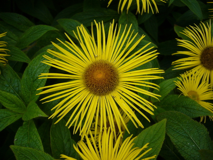 Plancia ëd Inula hookeri C. B. Cl.