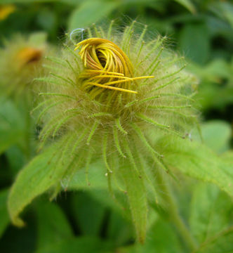 Image de Inula hookeri C. B. Cl.