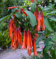 Image of Fuchsia dependens Hook.