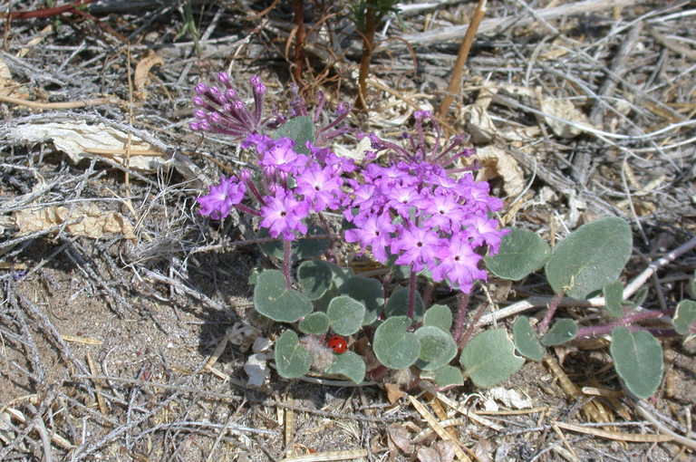 Imagem de Abronia villosa var. aurita (Abrams) Jeps.