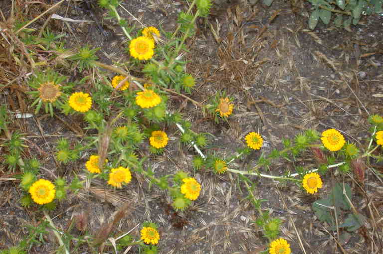 Image of common tarweed